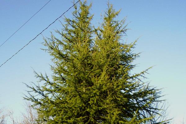 Céder himalájsky (Cedrus deodara) Poznáme 3 pôvodné druhy len výnimočne nižšieho vzrastu.