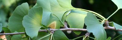 Ginko dvojlaločné (Ginkgo biloba) Ginkgo biloba je asi najstaršou rastlinou na našej planéte,