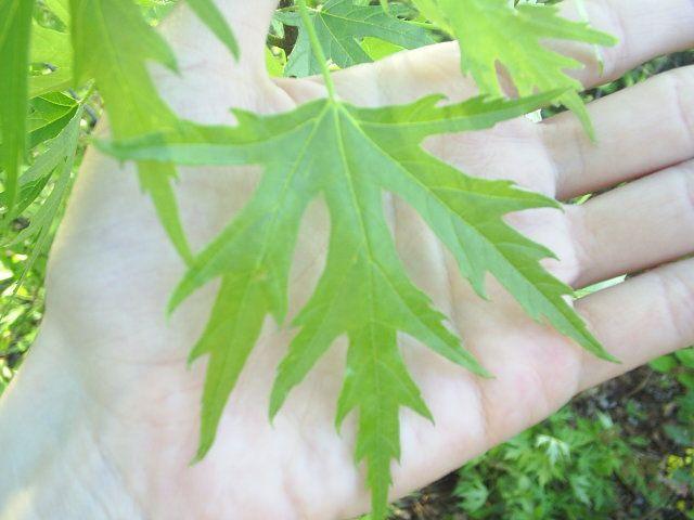 Acer