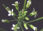 Projekty sekvencování genomů modelových organismů Arabidopsis thaliana (100 Mb) kvetoucí rostlina neobvykle malý genom nízký počet chromozomů