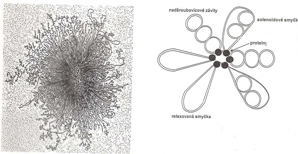 Struktura chromozomu E.