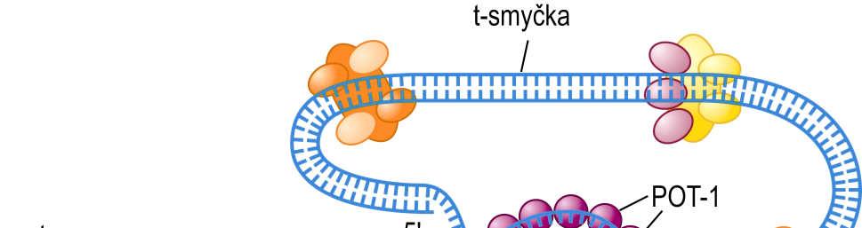 Model lidské telomery stabilizované tvorbou t-smyčky vysoce