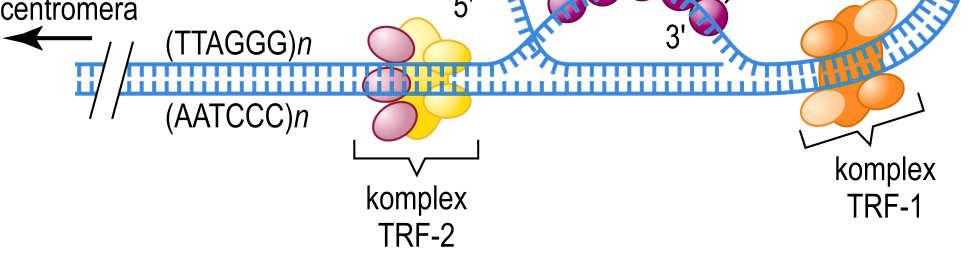 telomery: - zabraňuje odbourávání konců chromozomů DNázami - brání