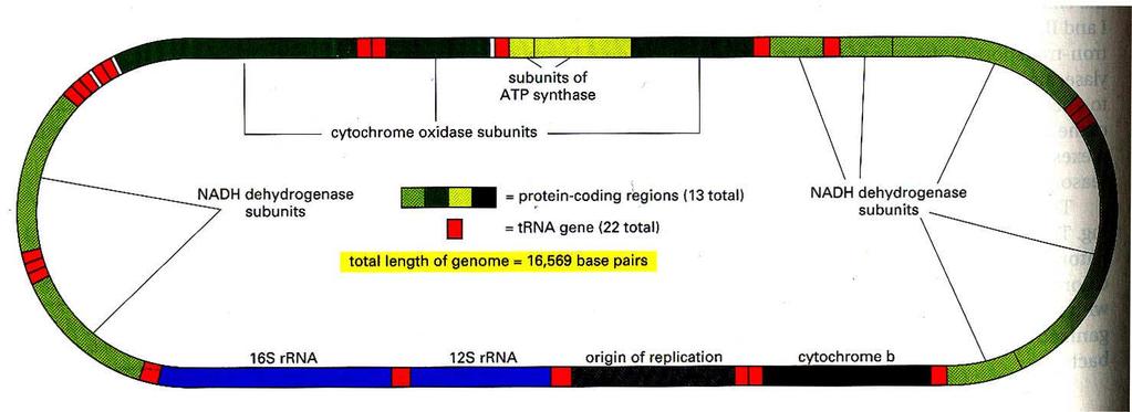 Struktura genomu mitochondrií člověka 16 569 pb, 37 genů Funkce mitochondrií: tvorba ATP oxidací cukrů a