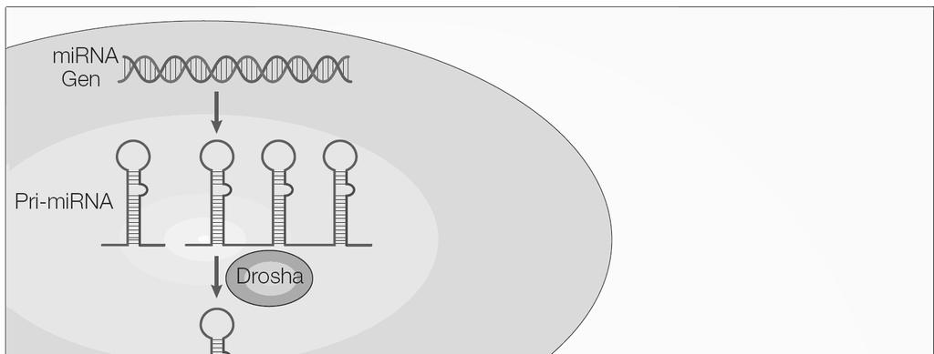 rasa) enzymem, který využívá jednořetězcovou sirna jako templát pro syntézu komplementárního RNA řetězce.