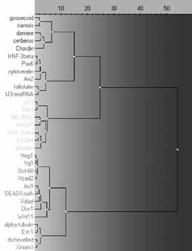 Grey indicates P-values considered significant based on Bonferroni correction, light grey are P-values below stipulated uncorrected confidence level that are not significant with Bonferroni