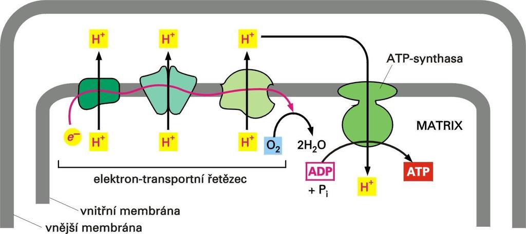 Obecný mechanismus oxidační