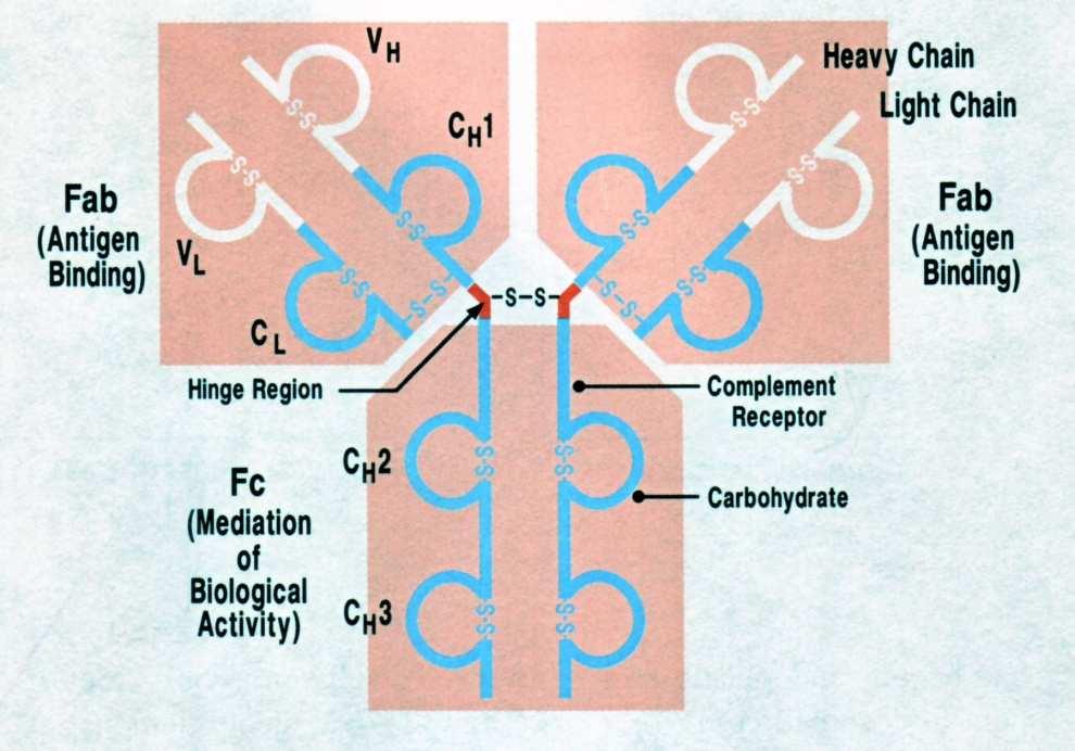 řetězce jsou složeny z jedné variabilní a konstantní domény. Těžké řetězce mají jednu variabilní a 3 konstantní domény. Protilátku můžeme rozdělit také na Fab oblast a na Fc oblast.