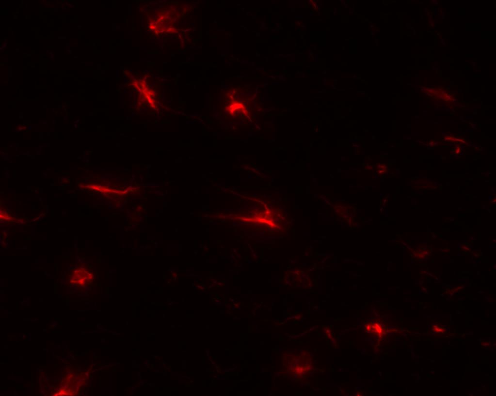 změnám ph, více fluorescenční v organických médiích než FITC [30]. Barva emitovaného světla u Cy3 je červená (Obr. 5), u Cy2 žlutozelená. Obr. 5 Cyanin 3 červená barva emitovaného záření.