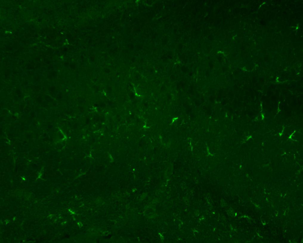 Mezi její největší výhody patří fotostabilita oproti jiným fluorochromům, mají dobrou rozpustnost ve vodě, jsou dostupné v několika fluorescenčních barvách (modrá, červená, zelená, žlutá a další)