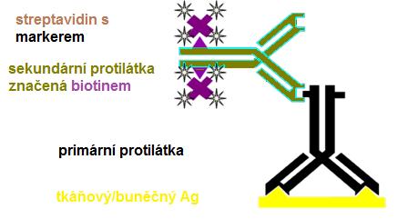 Obr. 14 LSAB metoda streptavidin-biotin, primární protilátka (černá) je proti Ag.