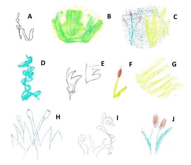 Obrázek 49: Vodní rostliny. A Dan, 1. ročník; B Eva, 1. ročník; C Tereza, 1. ročník; D - Kateřina, 2. ročník; E Naďa, 2.