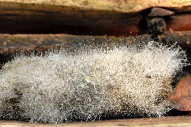 Oddělení Zygomycota (spájivé houby) Řád Mucorales vláknité, málo přehrádkované mycelium s mnohosporovými sporangii Mucor (plíseň) jednotlivě vyrůstající