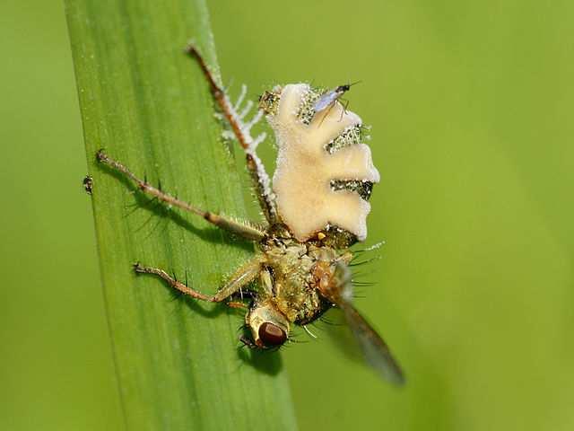 Oddělení Zygomycota (spájivé houby)* Řád Entomophthorales Entomophthora muscae (hmyzomorka muší) původce mušího moru Obrázek Hans Hillewaert: CC-BY-SA 4.0 https://upload.wikimedia.