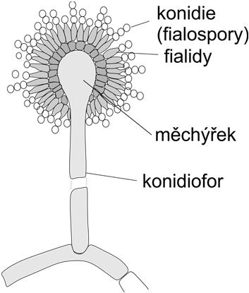 Podod. Pezizomycotina Třída Eurotiomycetes Řád Eurotiales anamorfy mycelium dobře vyvinuté, větvené b.