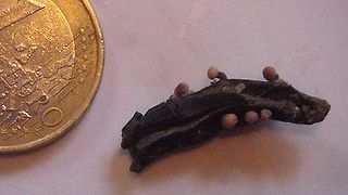 parazit Poaceae sklerocium (námel) = černý tuhý přezimující útvar ze kterého další sezonu vyrostou stromata s perithecii produkuje