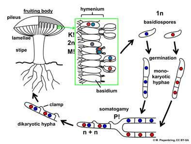 Oddělení Basidiomycota (stopkovýtrusné houby) životní cyklus klíčením bazidiospory (1n) vzniká primární mycelium (1n) může tvořit konidie a rozmnožovat se nepohlavně somatogamií 2 kompatibilních