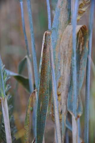 Třída Pucciniomycetes Řád Pucciniales (rzi) Puccinia graminis (rez travní) mezihostitel pycbiospóra = 1n spóra, z dřišťálu P! dřišťál R!