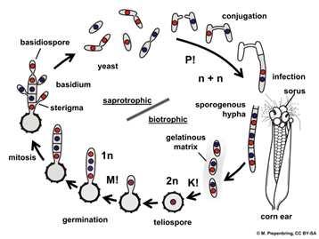 Třída Ustilaginomycetes Řád Ustilaginales (prašné sněti) obligátně parazitické dikaryotické mycelium, 1n fáze redukovaná netvoří plodnice, na dikaryotickém myceliu se vytváří tlustostěnné kulovité