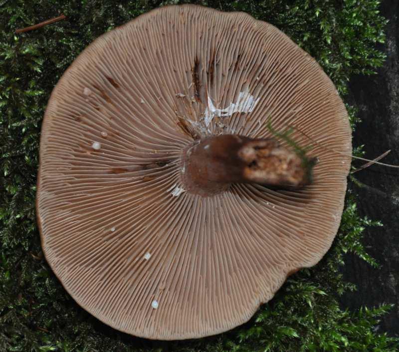 Třída Agaricomycetes* Řád Russulales Lactarius