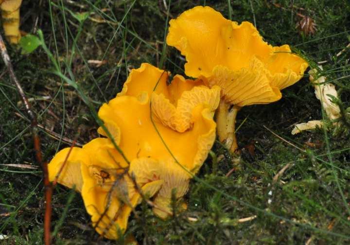 Cantharellus