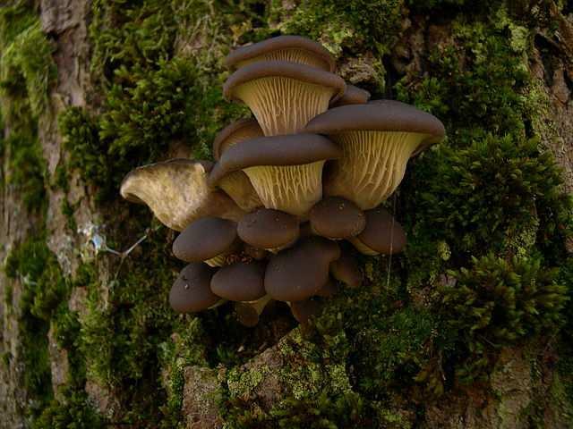 Třída Agaricomycetes Řád Agaricales lupenitý hymenofor nejpočetnější řád Pleurotus ostreatus (hlíva ústřičná) Obrázek Archenzo: