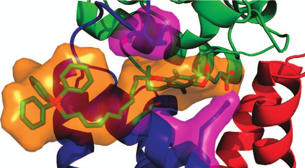 2 Mechanism of cell death initiation by complex II K Kluckova et al HUMAN BOVIN MOUSE CRIGR hwt I56F S68A R72C dicarboxylate site SDHA SDHB Q site SDHC **:***::** *****.