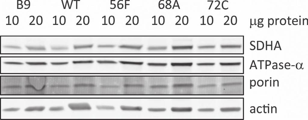 Mechanism of cell death initiation by complex II K Kluckova et al 3 Citrate synthase (nmol/min/mg) 400 300 200 100 0 B9 WT I56F S68A R72C SDHC variant Porin (relative to WT) 3 2 1 0 B9 WT I56F S68A