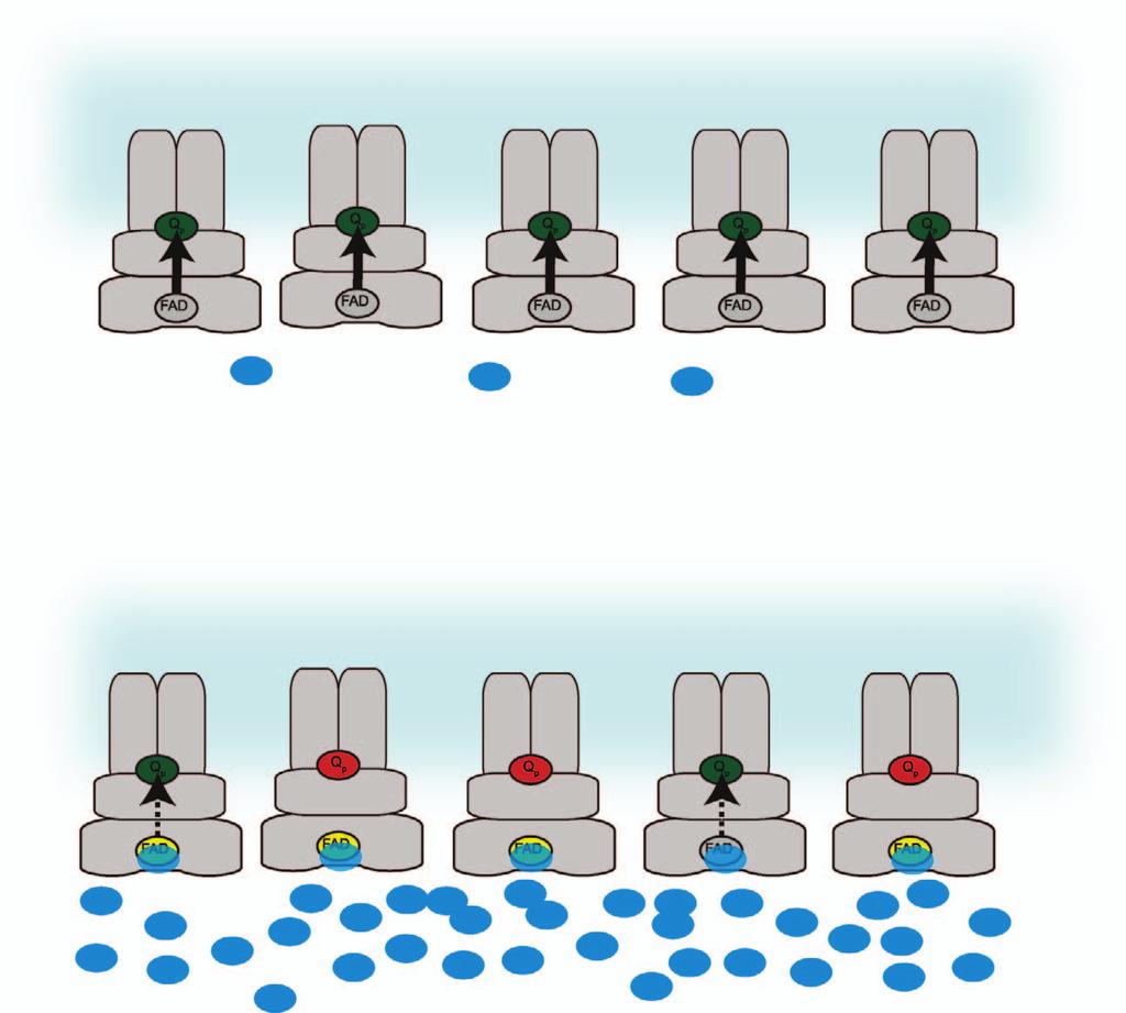 10 Mechanism of cell death initiation by complex II K Kluckova et al e - e - e - e - e - e - e - e - e - e - Q p site inhibited Q p site free FAD reduced FAD oxidized succinate ROS e - CII with