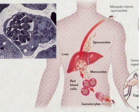 vývoje, tzv. exoerytrocytární (nebo preerytrocytární) schizogonie (merogonie). Obr. č. 1: Šíření plasmodií v lidském organismu V této fázi vznikají tzv. EE (exoerytrocytární) schizonti.