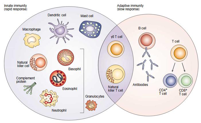 kvůli své podobnosti s NK buňkami nachází na rozhraní neadaptivní a adaptivní imunity (Obr. č. 3) (Mak & Ferrick, 1998; Taniguchi et al., 2003). NK T lymfocyty se dále člení na typy I a II.