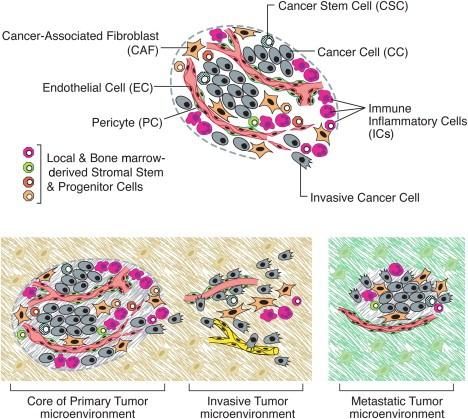 4. Nádorové mikroprostředí a HPV Nádorové mikroprostředí je tvořeno nádorovými buňkami a nádorovým stroma, které zahrnuje fibroblasty, endotelové buňky a imunitní buňky hostitele a jejich molekulární