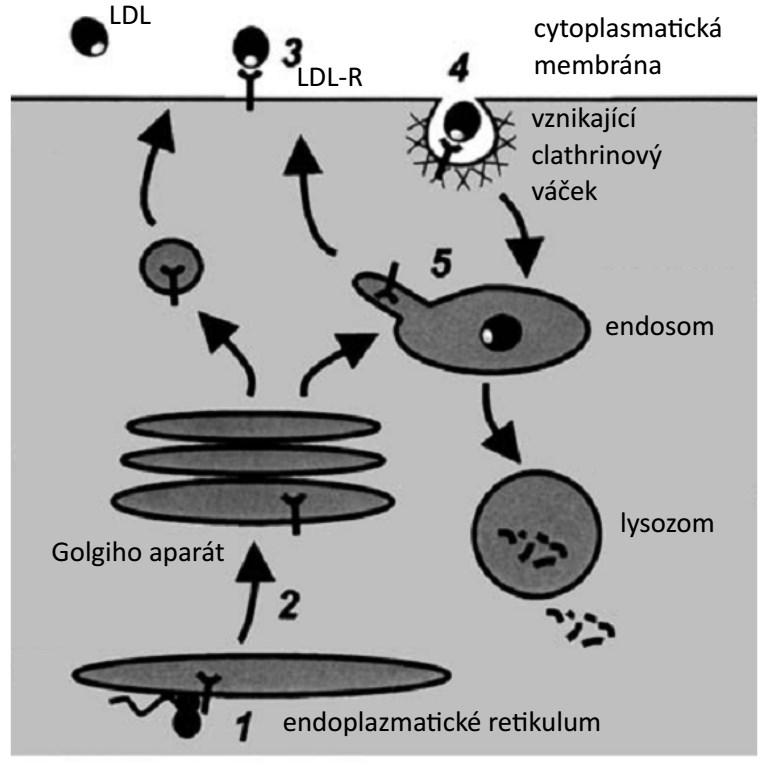 deficientní myši (injekce buněk s disrupcí genu pro LDL-R do blastocyst C57BL/6 myší a následný vznik chimérických jedinců, z nichž někteří byli schopni tento gen přenést na potomstvo).