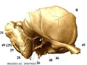 Pars squamosa: squama ossis temporalis processus zygomaticus arcus zygomaticus dorzálním nad porus acusticus externus vybíhá