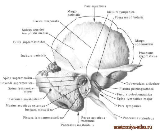 k pars petrosa a pars squamosa ohraničuje z větší části zevní zvukovod incisura