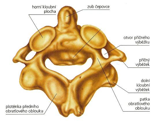 Čepovec (axis, epistropheus C2): Corpus vysoký, dens axis, facies articularis anterior axis, facies