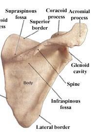 trapezius) processus coracoideus scapulae (při odstupu zobcovitého výběžku) se nachází zářez incisura scapulae