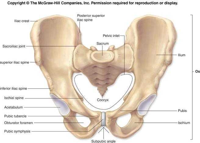 kosti stydké, srůst v jamce kyčelního kloubu (acetabulum), po pubertě - os coxae,