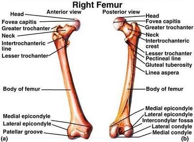 Kostra volné dolní končetiny: Stehenní kost (femur ) Proximální konec femuru : má hlavici caput