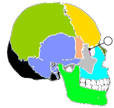 eminentia cruciformis sulcus sinus transversi sulcus sinus sagittalis