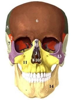 temporalis facies