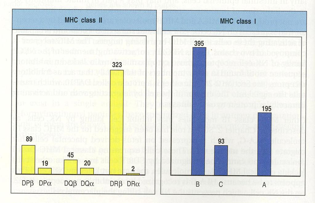 Human MHC genes are highly polymorphic August 2000 (Nomenclature Committee for Factors of HLA system) Source: CH. A. Janeway & all.