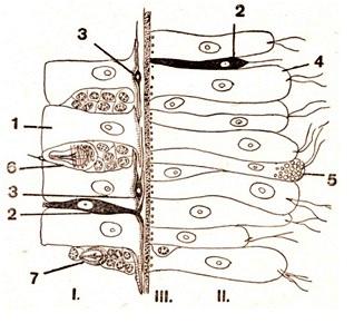2. CHARAKTERISTIKA ŽAHAVCŮ 10 Obrázek 2.1: Řez tělní stěnou nezmara. I kožní epitel, II střevní epitel, III mesogleová vrstvička (tečkováno).