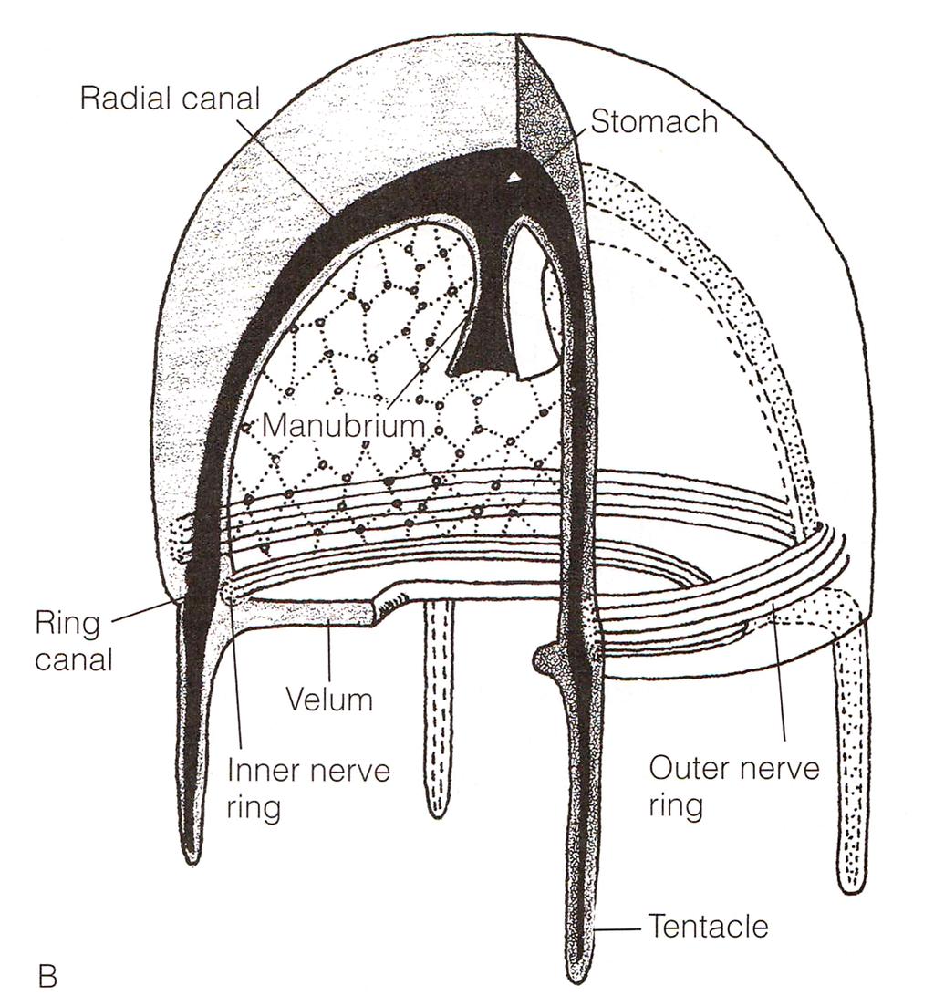 2. CHARAKTERISTIKA ŽAHAVCŮ 12 Obrázek 2.2: Nervový a gastrovaskulární systém medúz. Převzato z [4] dva druhy buněk smyslové a žláznaté, které spolu kooperují.