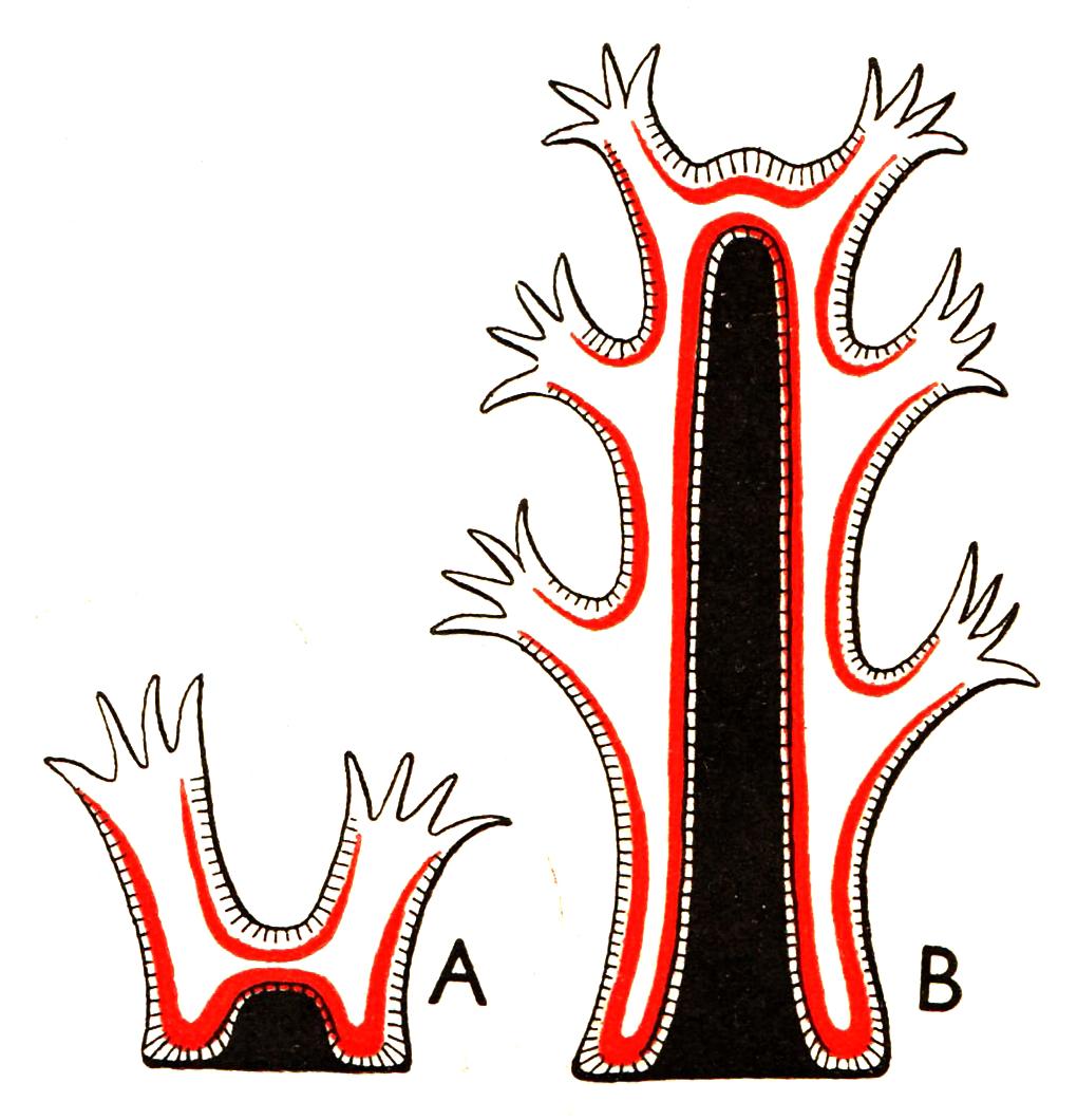 2. CHARAKTERISTIKA ŽAHAVCŮ 14 Obrázek 2.4: Vytvoření rohové osy u Gorgonaria; A mladá kologie; B kolonie s pokročilým vývojem. Červeně entoderm; čárkovaně = ektoderm; černě rohová osa.