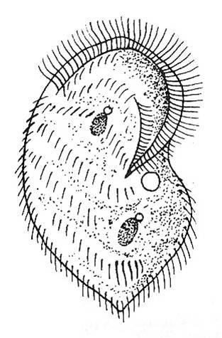 4. ZÁSTUPCI ŽAHAVCŮ V ČESKÉ REPUBLICE 35 Obrázek 4.6: Paslávinka nezmaří (Kerona polyporum) ([7], podle Mourka 2016) viridissima (Pallas, 1766). Streptoliny se nezužují k dolnímu konci (obr. 4.7:9).