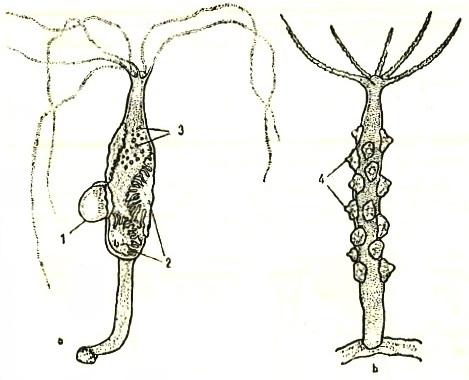 4. ZÁSTUPCI ŽAHAVCŮ V ČESKÉ REPUBLICE 38 4.1.1 Nezmar hnědý či nezmar podélník (Pelmatohydra oligactis) Pallas, 1766 Latinsky zvaný Pelmatohydra oligactis Schulze, 1914 [20].