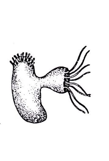4. ZÁSTUPCI ŽAHAVCŮ V ČESKÉ REPUBLICE 52 (a) Polyp (b) Dospělec Obrázek 4.17: Polyp s pučící medúzkou sladkovodní (do 2 mm). Boční pohled na medúzku sladkovodní. Převzato z [11].