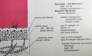 &epitely)&& Basální membrána epitelu základní funkční prvek tkáňové