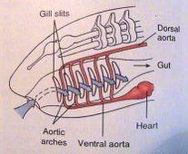 (*Vertebrata) - obratlovci Obratlovci